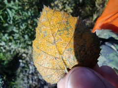 Melampsoridium betulinum