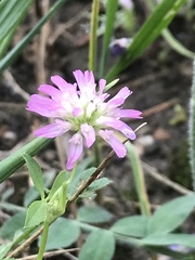 Trifolium resupinatum