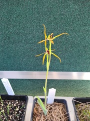 Caladenia gladiolata