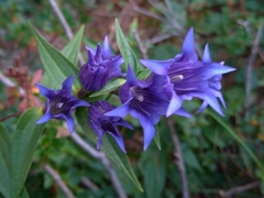 Gentiana asclepiadea