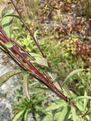 Solidago juncea