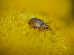 Acalyptus carpini