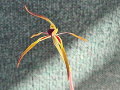 Caladenia gladiolata