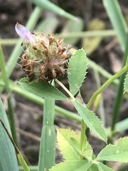 Trifolium resupinatum