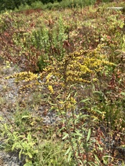 Solidago juncea