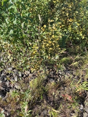 Melampsoridium betulinum