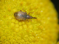 Acalyptus carpini