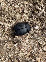 Eusattus reticulatus