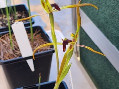 Caladenia gladiolata