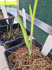 Caladenia gladiolata
