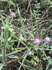 Trifolium resupinatum