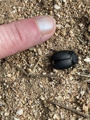 Eusattus reticulatus