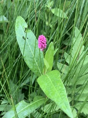 Persicaria amphibia