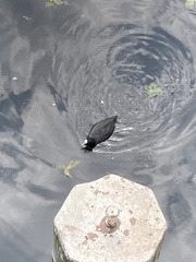 Fulica atra