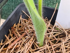 Caladenia gladiolata
