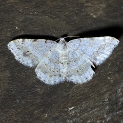 Digrammia ocellinata