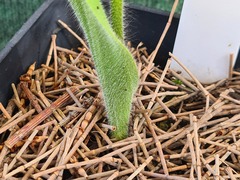 Caladenia gladiolata