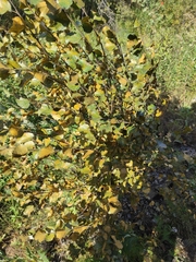 Melampsoridium betulinum
