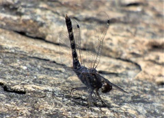 Bradinopyga geminata