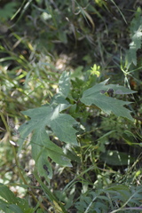 Heracleum dissectum
