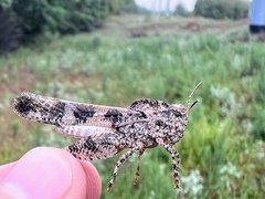 Spharagemon cristatum