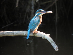 Alcedo atthis