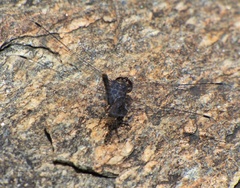 Bradinopyga geminata