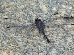 Bradinopyga geminata