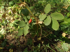 Rosa majalis