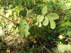 Rosa majalis