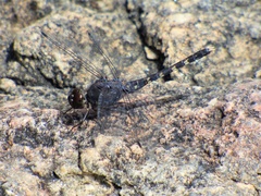 Bradinopyga geminata