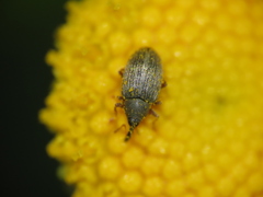Acalyptus carpini