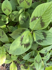 Persicaria