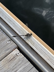 Dromogomphus spinosus