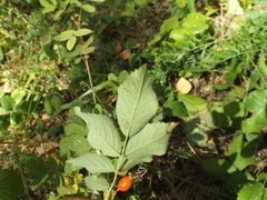 Rosa majalis