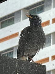 Acridotheres javanicus