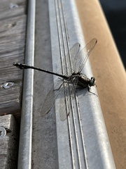 Dromogomphus spinosus