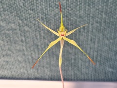 Caladenia xanthochila