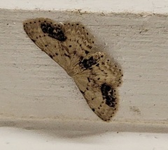 Idaea dimidiata