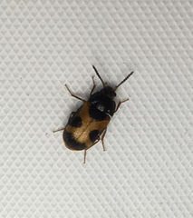 Mycetophagus punctatus