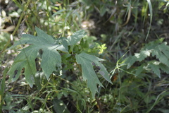 Heracleum dissectum