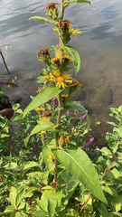 Inula helenium