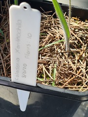 Caladenia xanthochila