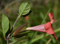 Barleria repens