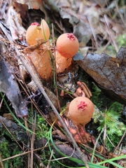 Calostoma cinnabarinum