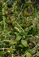 Barleria repens