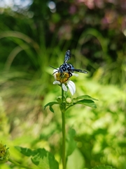 Thyreus himalayensis