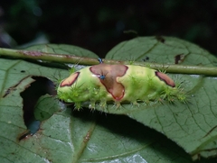 Limacodidae