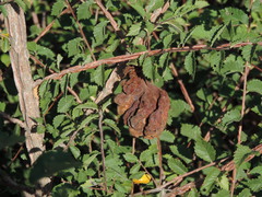 Eriosoma lanuginosum