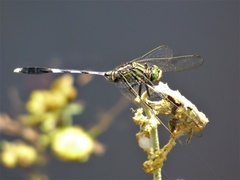 Orthetrum sabina
